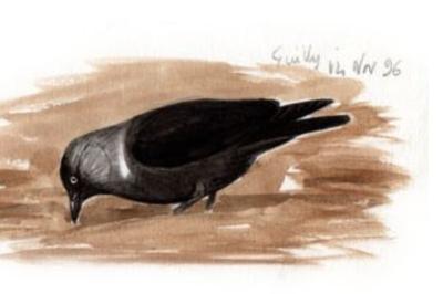 Corvus monedula soemmeringii