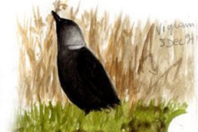 Corvus monedula soemmeringii