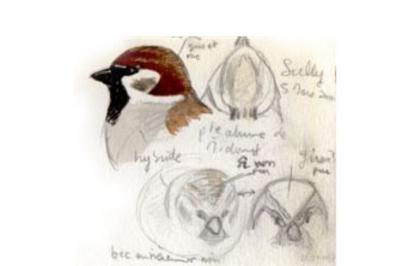 Passer montanus