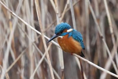 Alcedo atthis