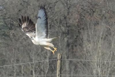 Buteo buteo