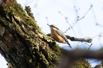 Sitta europaea