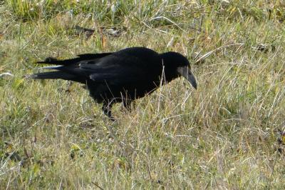 Corvus frugilegus