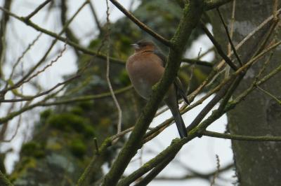 Fringilla coelebs