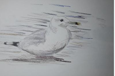 Larus cachinnans