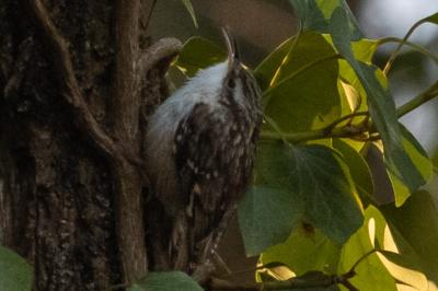 Certhia brachydactyla