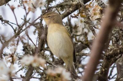 Phylloscopus collybita