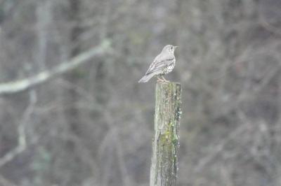 Turdus viscivorus