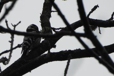 Dendrocopos minor
