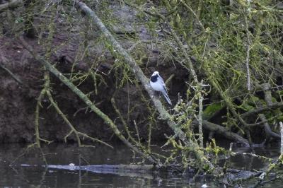 Motacilla alba alba