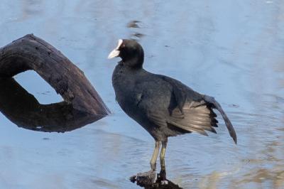 Fulica atra