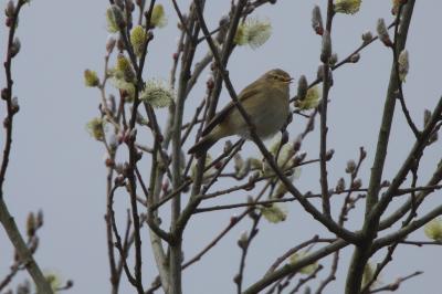 Phylloscopus collybita