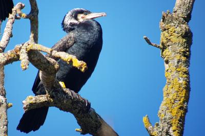 Phalacrocorax carbo
