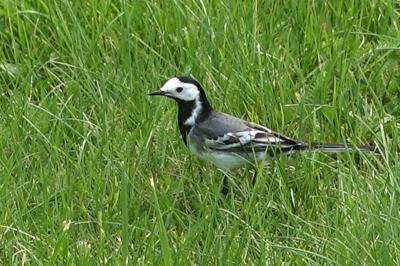 Motacilla alba