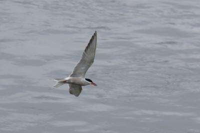 Sterna hirundo