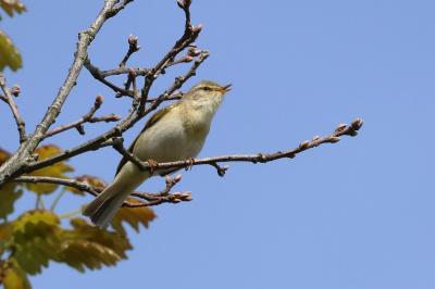 Phylloscopus trochilus