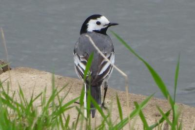 Motacilla alba alba