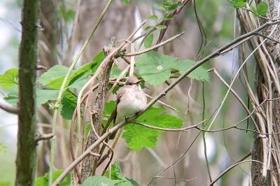 Muscicapa striata