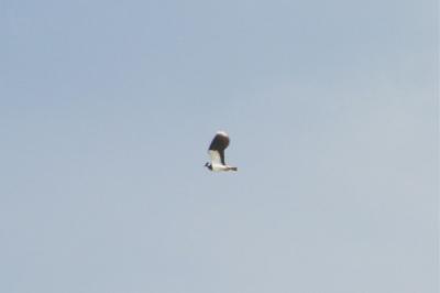 Vanellus vanellus