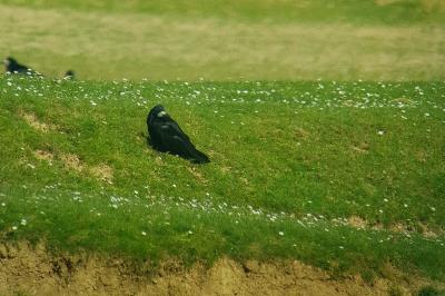 Corvus frugilegus