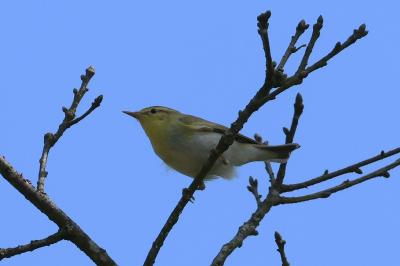 Phylloscopus sibilatrix