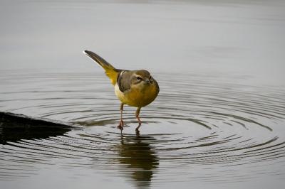 Motacilla cinerea