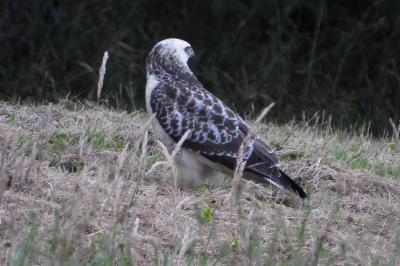 Buteo buteo