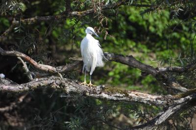 Egretta garzetta