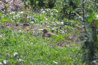 Perdix perdix