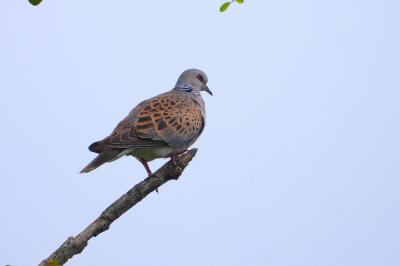 Streptopelia turtur