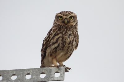 Athene noctua