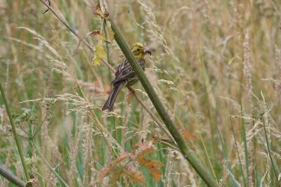 Emberiza citrinella