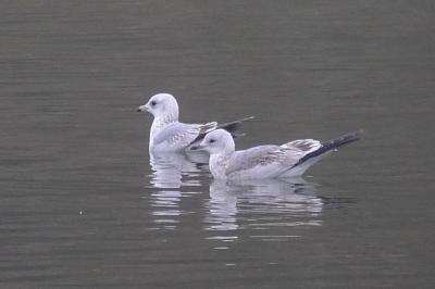 Larus canus