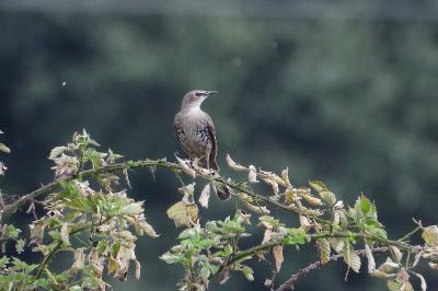 Sturnus vulgaris