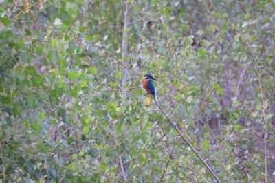 Alcedo atthis