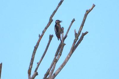 Dendrocopos major