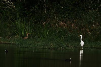 Ardea purpurea