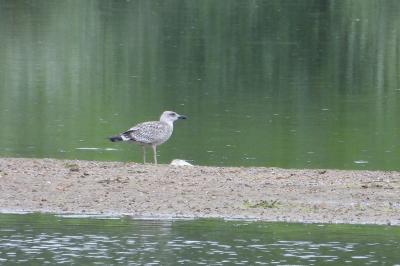 Larus michahellis