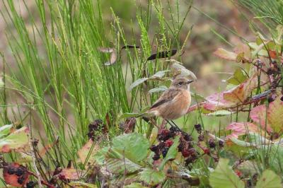 Saxicola rubicola