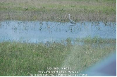 Ardea cinerea