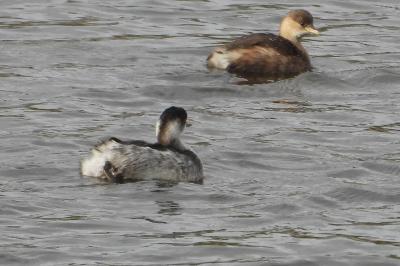 Podiceps nigricollis
