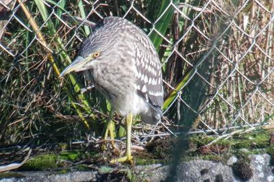 Nycticorax nycticorax