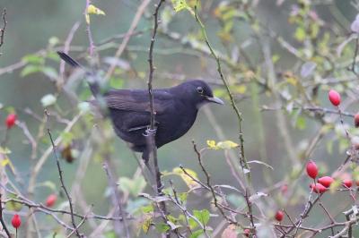 Turdus merula