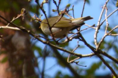 Phylloscopus sibilatrix