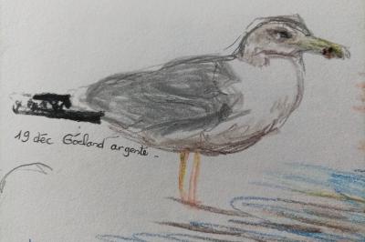 Larus argentatus