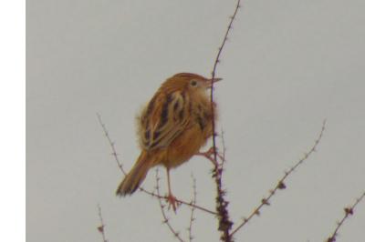 Cisticola juncidis