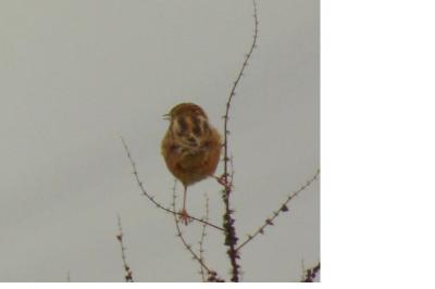 Cisticola juncidis
