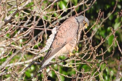 Falco tinnunculus