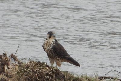 Falco peregrinus