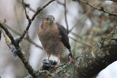 Accipiter nisus
